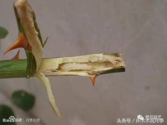 月季被茎蜂咬过的枝怎么痊愈,月季叶片被咬断