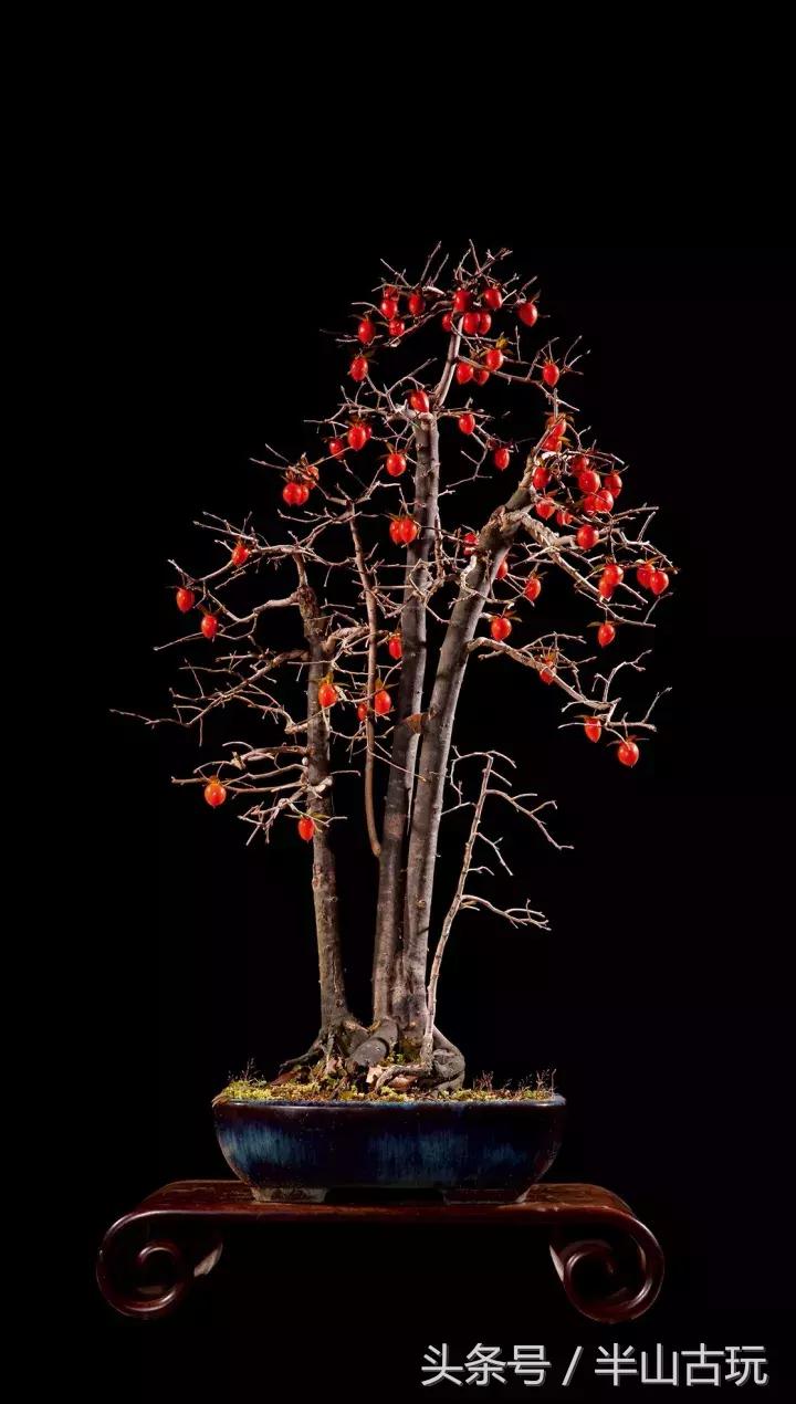 花卉盆景拍卖 (园林盆景拍卖)