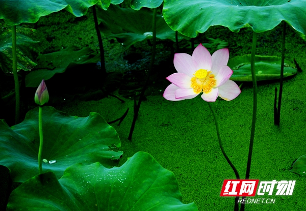 湖南赏荷,夏日赏荷好推荐打卡地