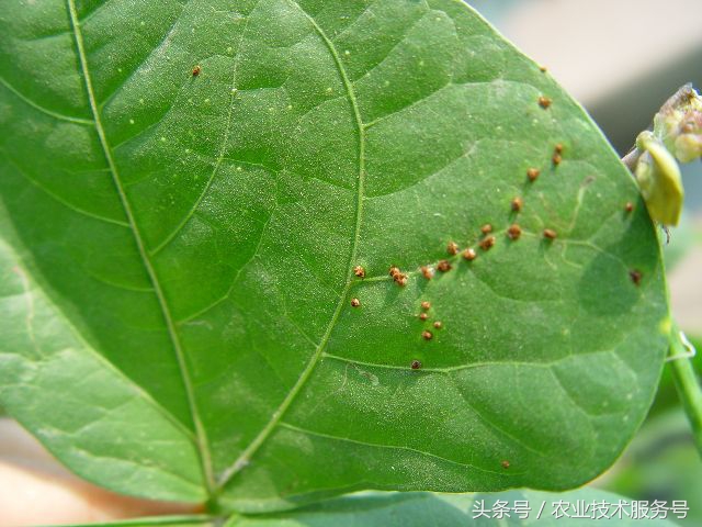 豇豆上有锈点怎么办,豇豆表面锈点是什么