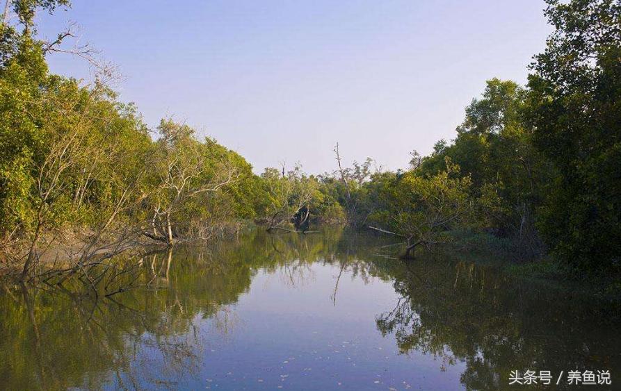 斑马鱼养鱼需要一直打氧气吗,斑马鱼怎么养才能养出小鱼来