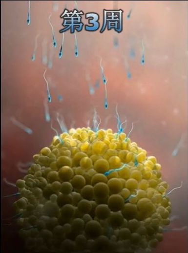 胎儿发育震撼照片,最全胎儿发育图