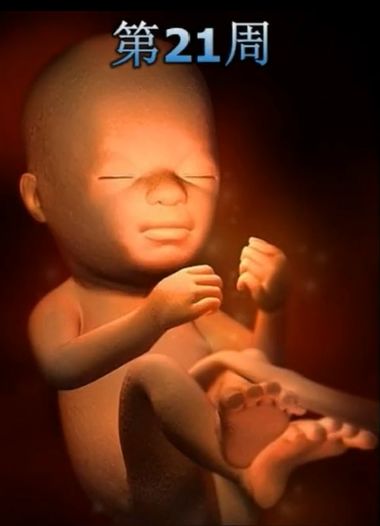 胎儿发育震撼照片,最全胎儿发育图