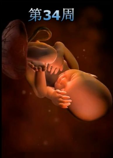 胎儿发育震撼照片,最全胎儿发育图