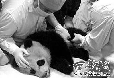 秦岭大熊猫犬瘟热事件,犬瘟热危险期