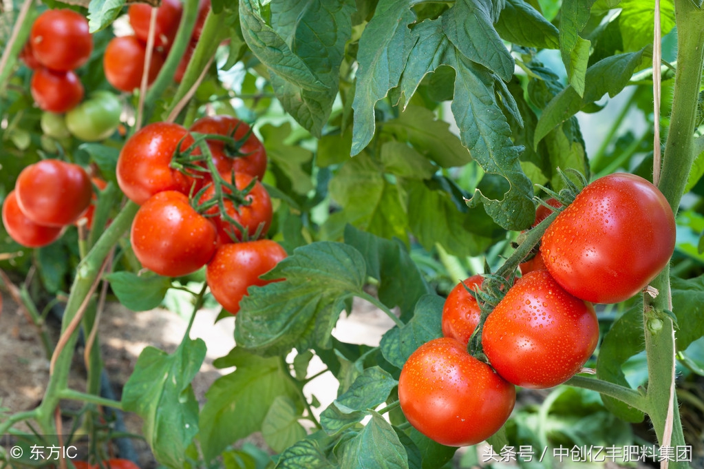 番茄苗根部有啥虫害,番茄潜叶蛾虫害防治
