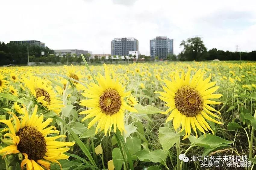 一大片向日葵花海视频,向日葵花海临平