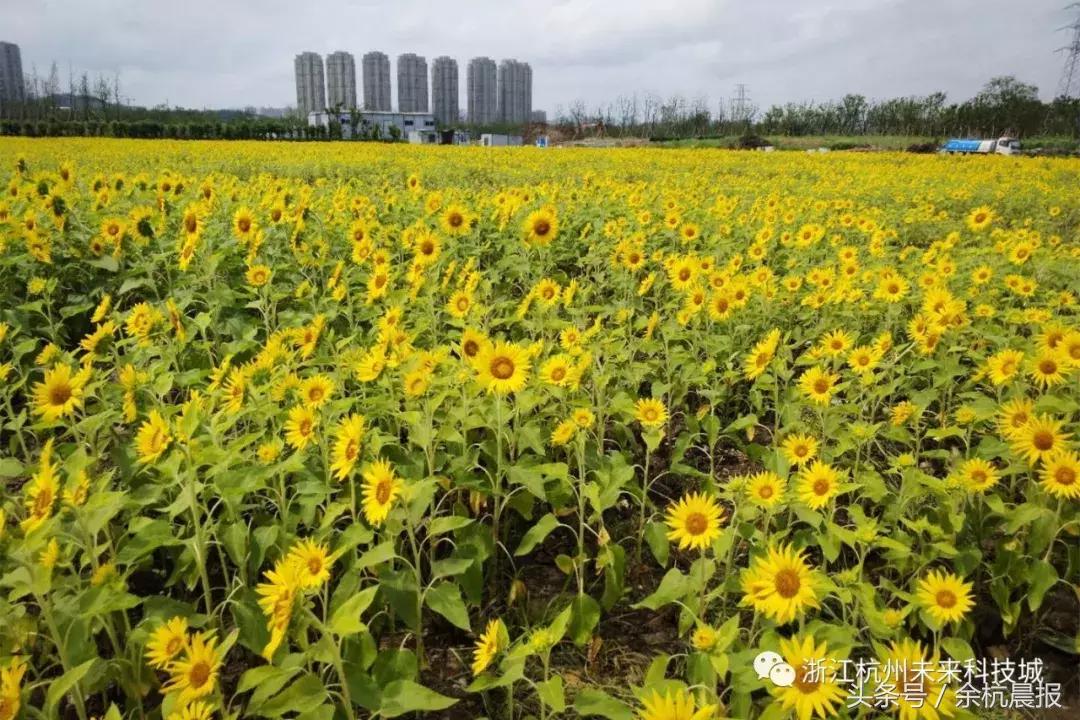 一大片向日葵花海视频,向日葵花海临平