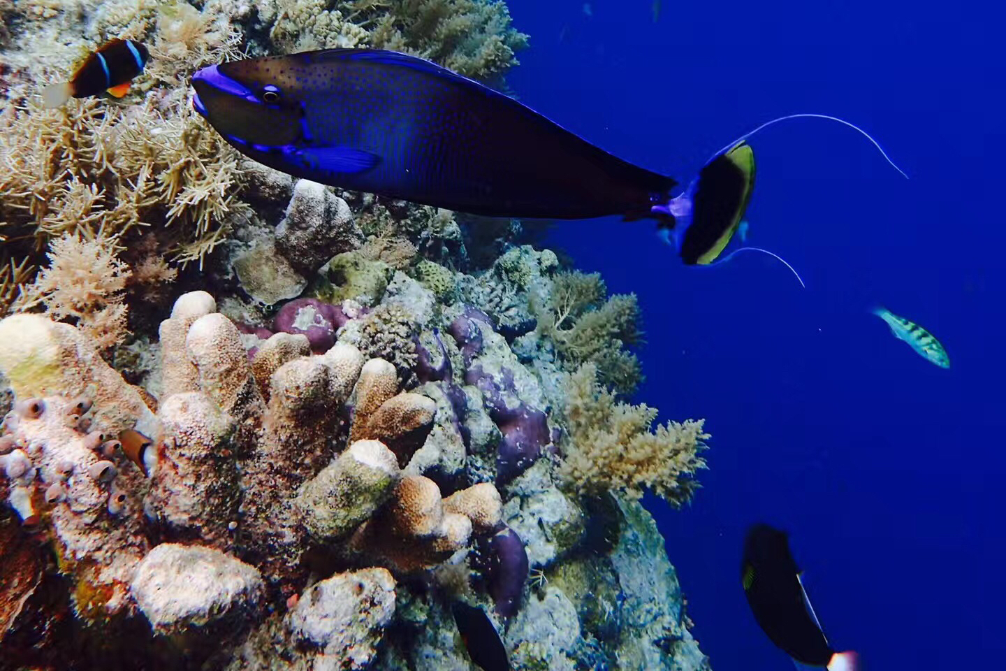 帕劳出游攻略第二天,帕劳最全攻略详细