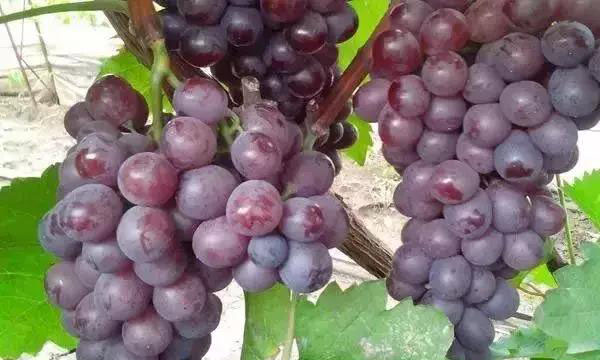 磷酸二氢钾在农作物的使用方法 (磷酸二氢钾各种作物怎么使用)