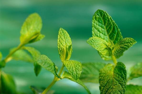 挤完痘痘要怎么治疗,痘痘同一个位置老复发是什么原因