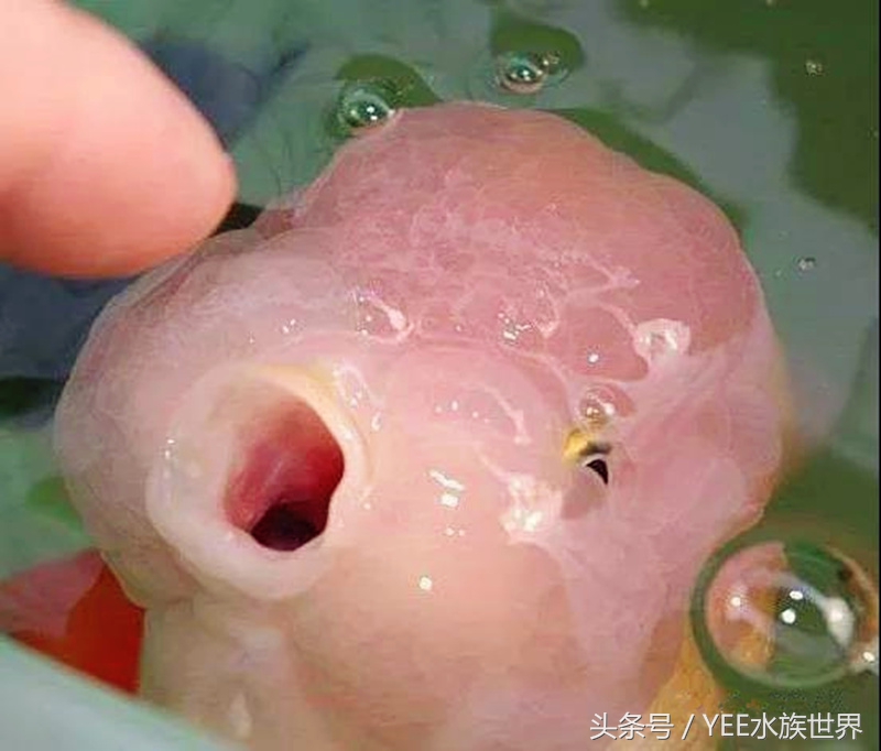 金鱼冬眠的正确姿势,金鱼怎么养看完就知道了