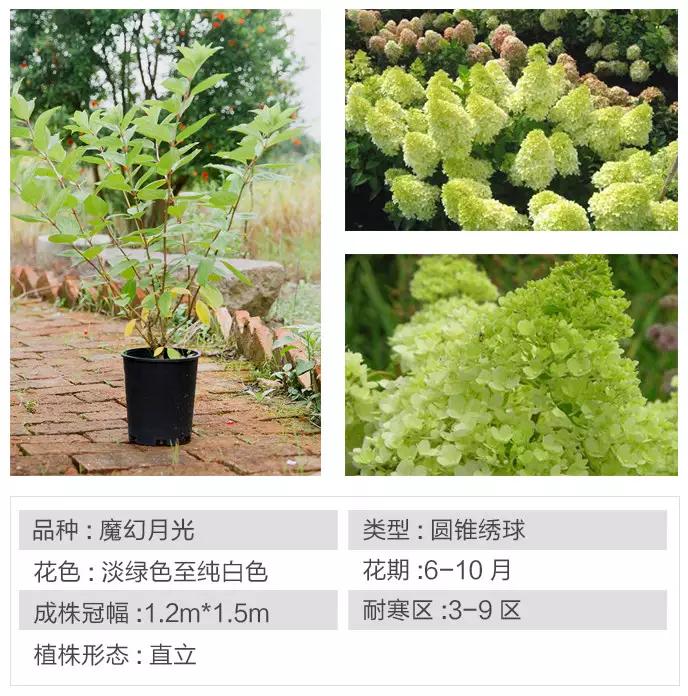 不与群芳争春色淡留清气满乾坤,不与群芳争艳只待盛开