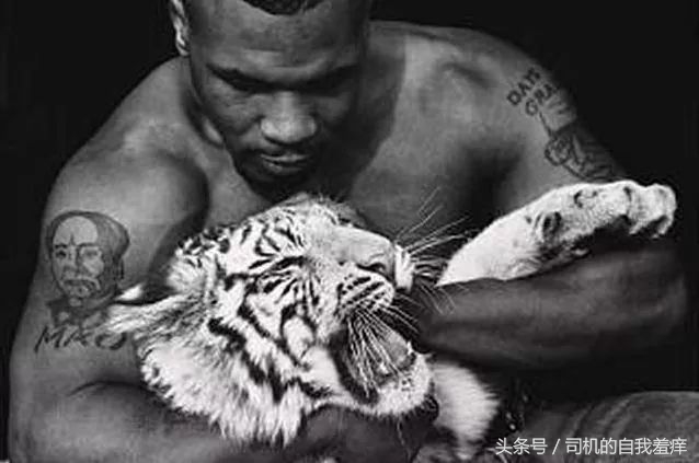 如果你想体验征服感，那养一头猛虎应该是不错的选择