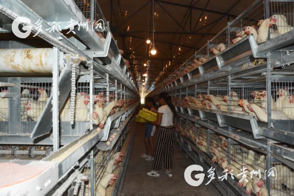 贵州省惠水县摆金镇关山村养鸡场,惠水县鸭绒乡摆金镇上田村12组