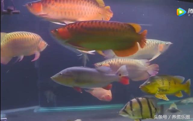 群游观赏鱼很帅,老缸养红龙注意事项