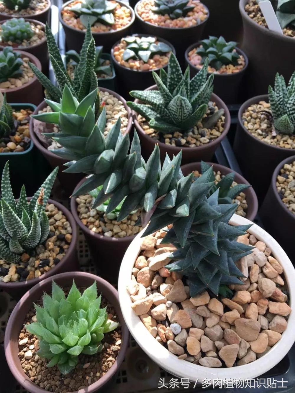 大神的硬叶十二卷阳台，为它们写日记