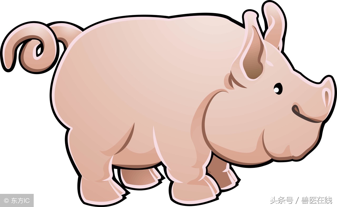 母猪在断奶后不发情？二十年兽医总结的具体原因以及治疗方式