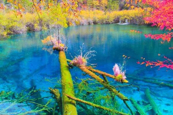 中国四川旅游看世界级的美景和可爱大熊猫,品尝当地火辣的美食!