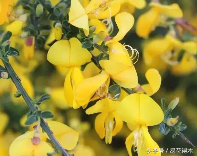 金雀南雀和北雀区别,金雀品种是南雀好还是北雀好