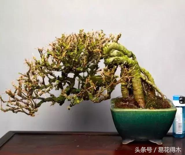 金雀南雀和北雀区别,金雀品种是南雀好还是北雀好