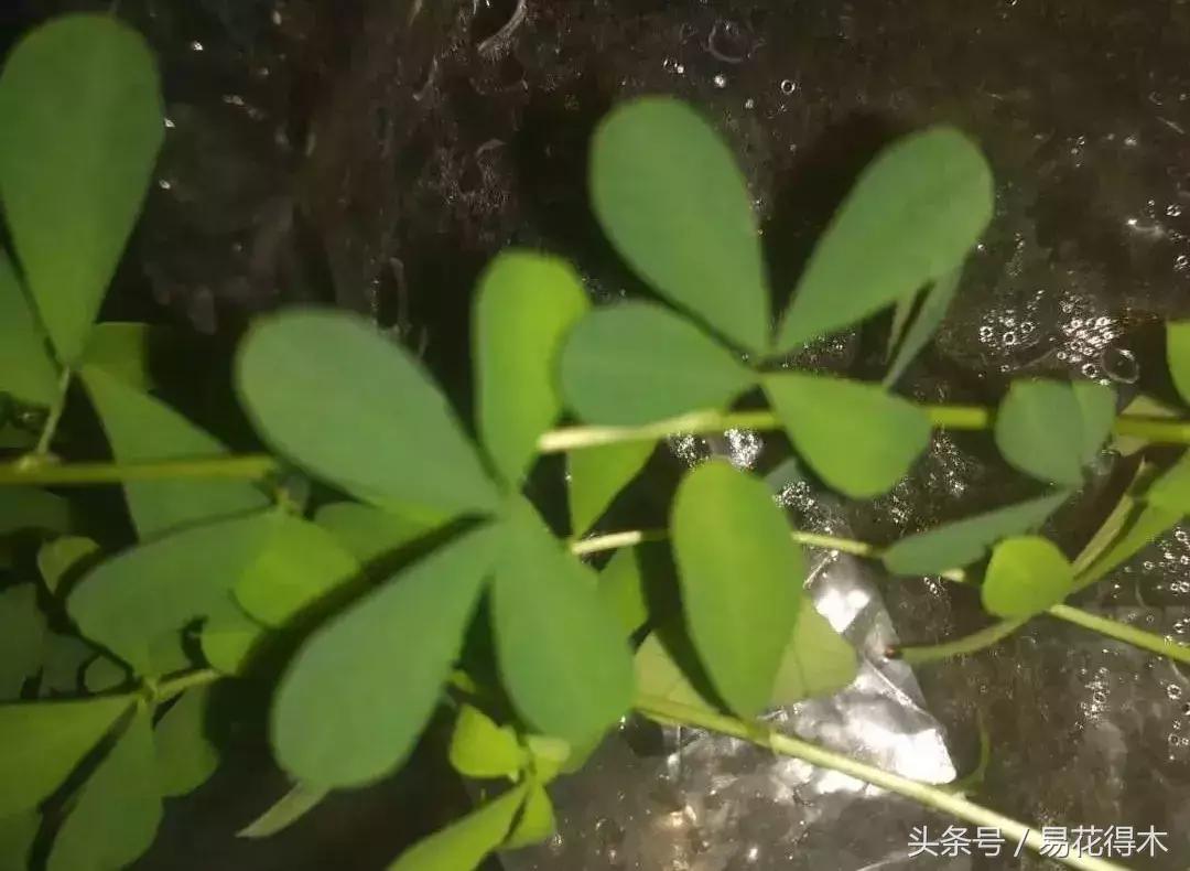 金雀南雀和北雀区别,金雀品种是南雀好还是北雀好