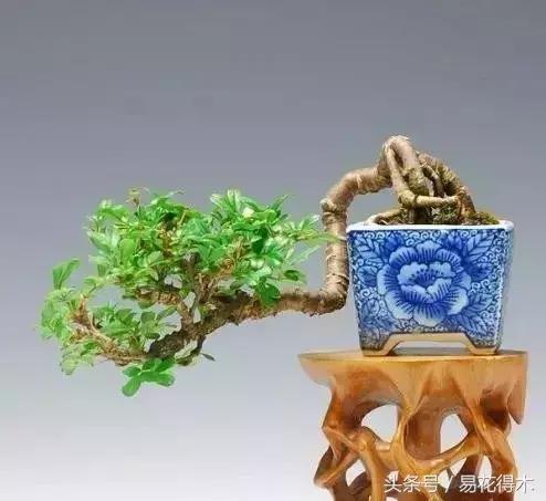 金雀南雀和北雀区别,金雀品种是南雀好还是北雀好