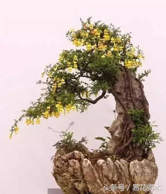 金雀南雀和北雀区别,金雀品种是南雀好还是北雀好