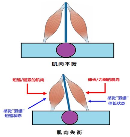 五禽健腰操完整版,最简单练腰操