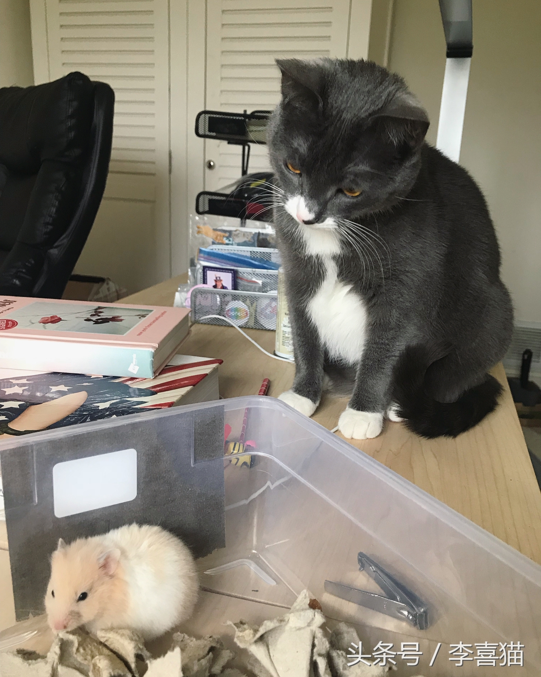 仓鼠和猫为什么是最好的朋友,猫和仓鼠居然成为了好朋友