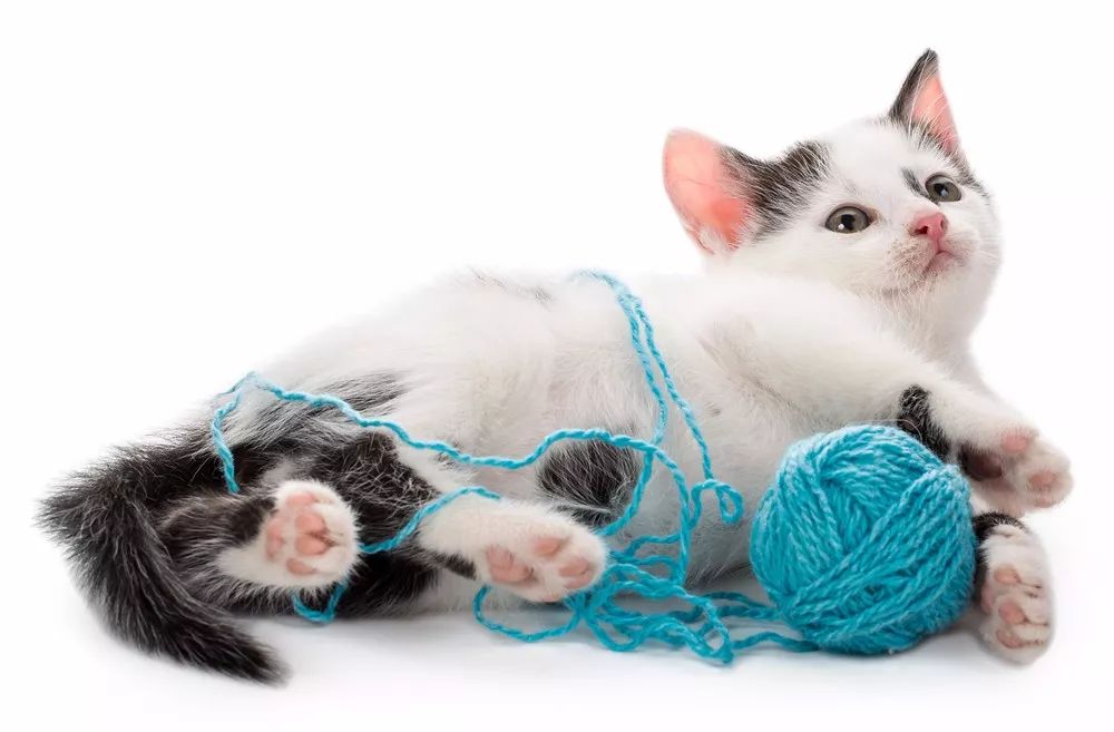 我家猫吃了就吐怎么办,猫吞了毛线怎么办