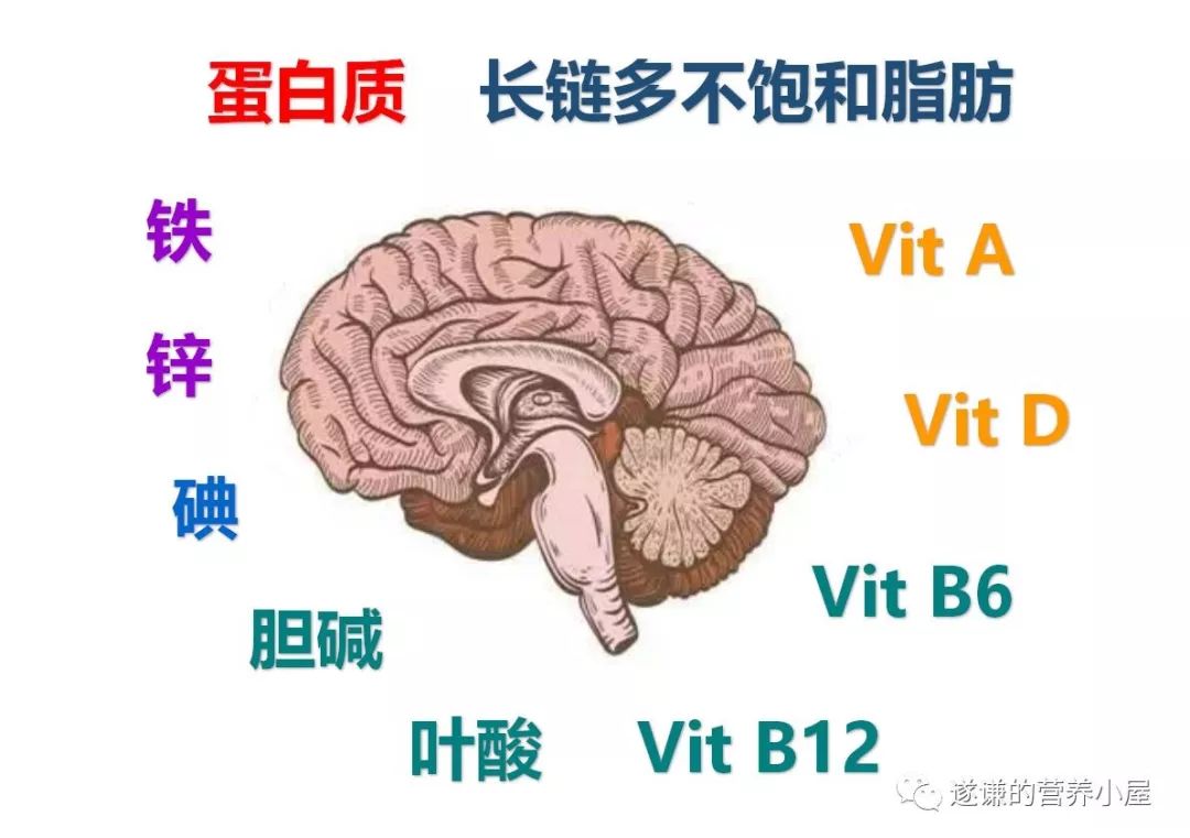 儿童脑发育必需的8大营养素,脑发育关键营养素