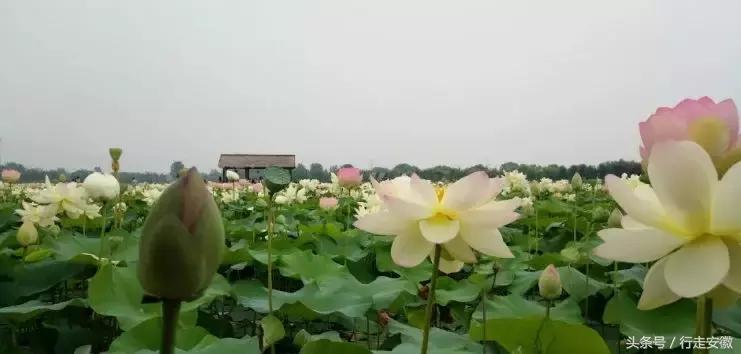 焦岗湖荷花节时间,淮南焦岗湖旅游风景区