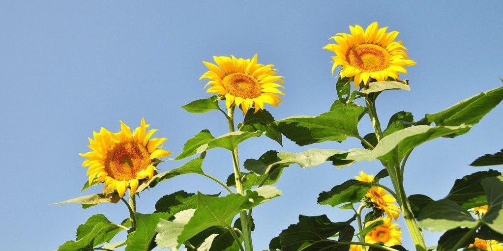 每日一花之向日葵