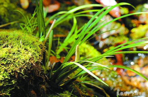 农村小溪边这种野草，曾经孩子们用来换零花钱，好多人不认识