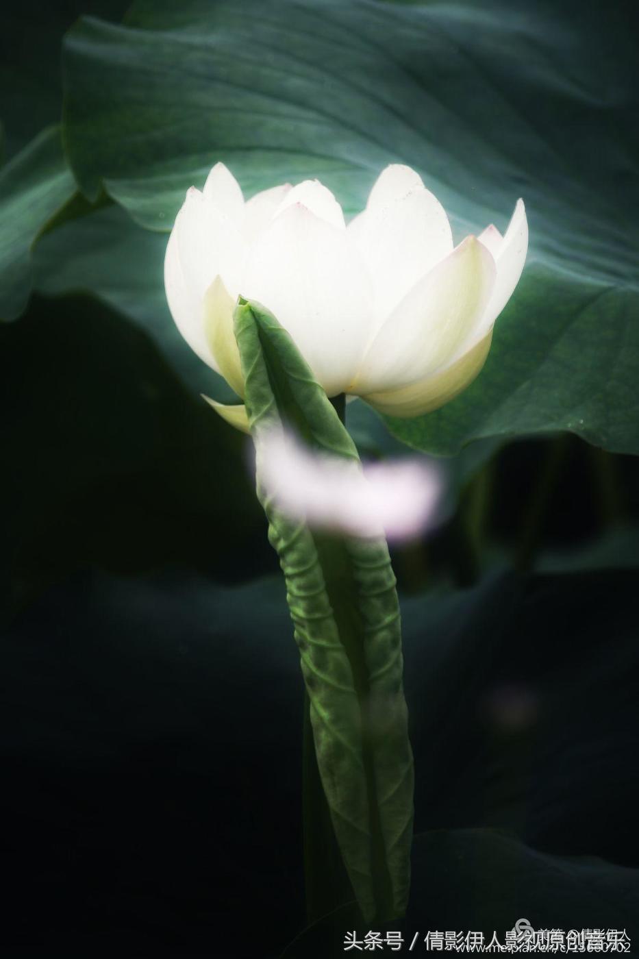 荷花之歌,立夏荷花音乐