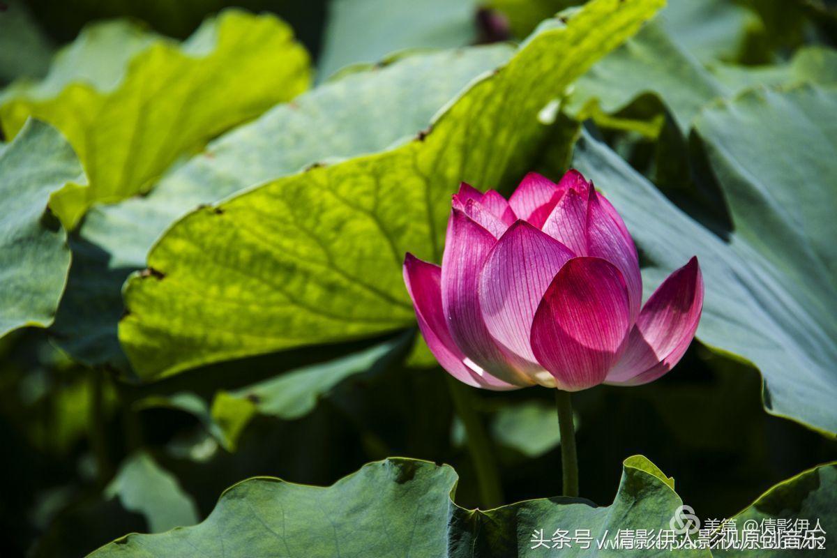 荷花之歌,立夏荷花音乐
