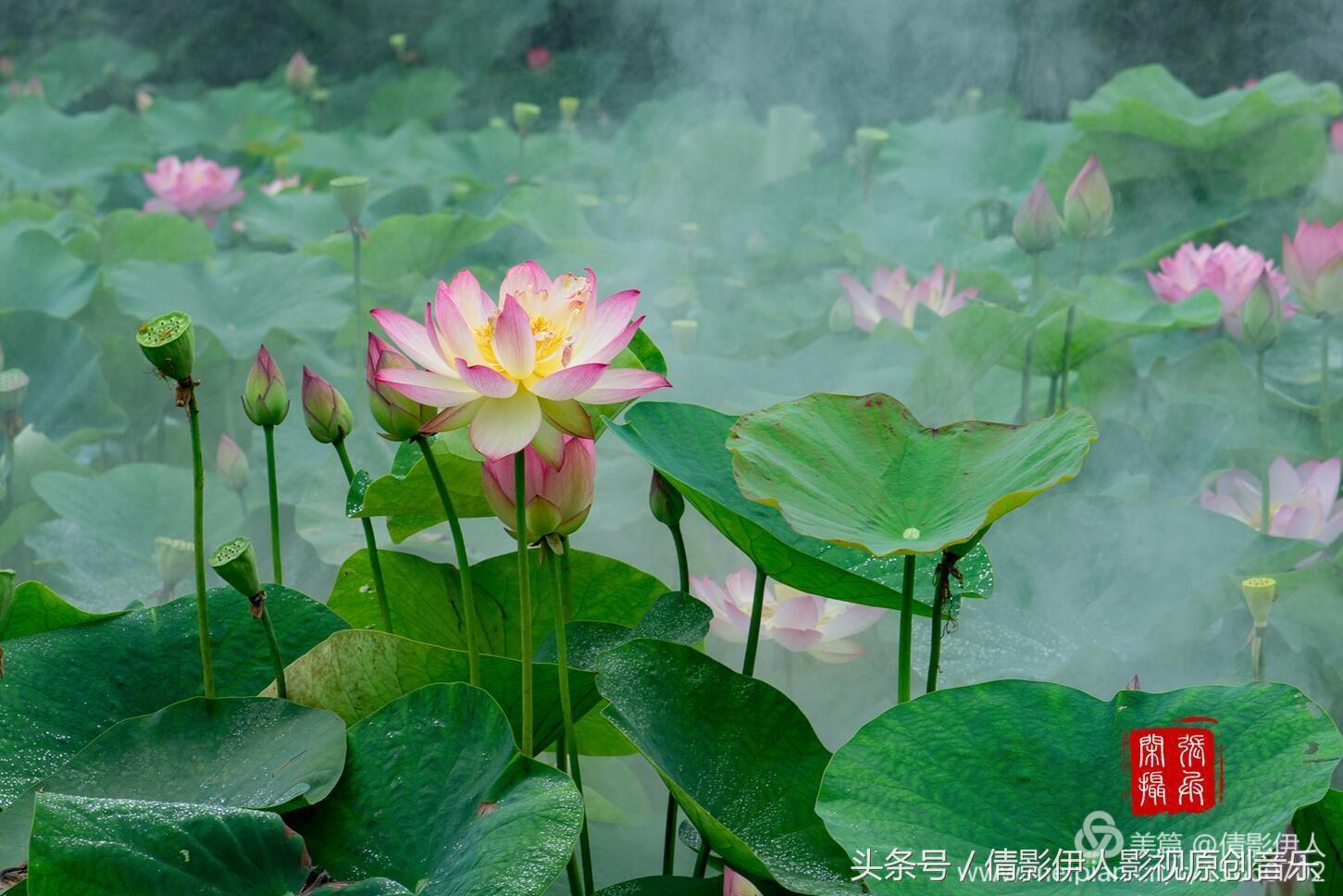 夏荷晕倒在海教官怀里,夏荷最美的十首诗