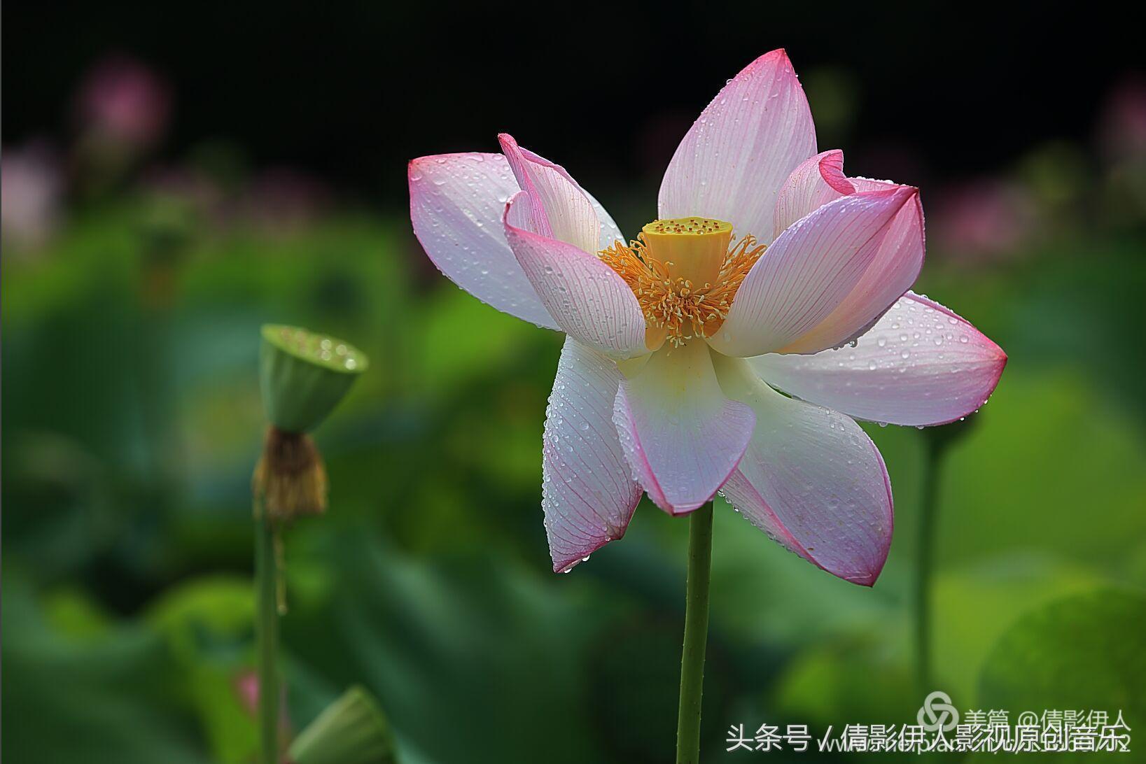 荷花之歌,立夏荷花音乐