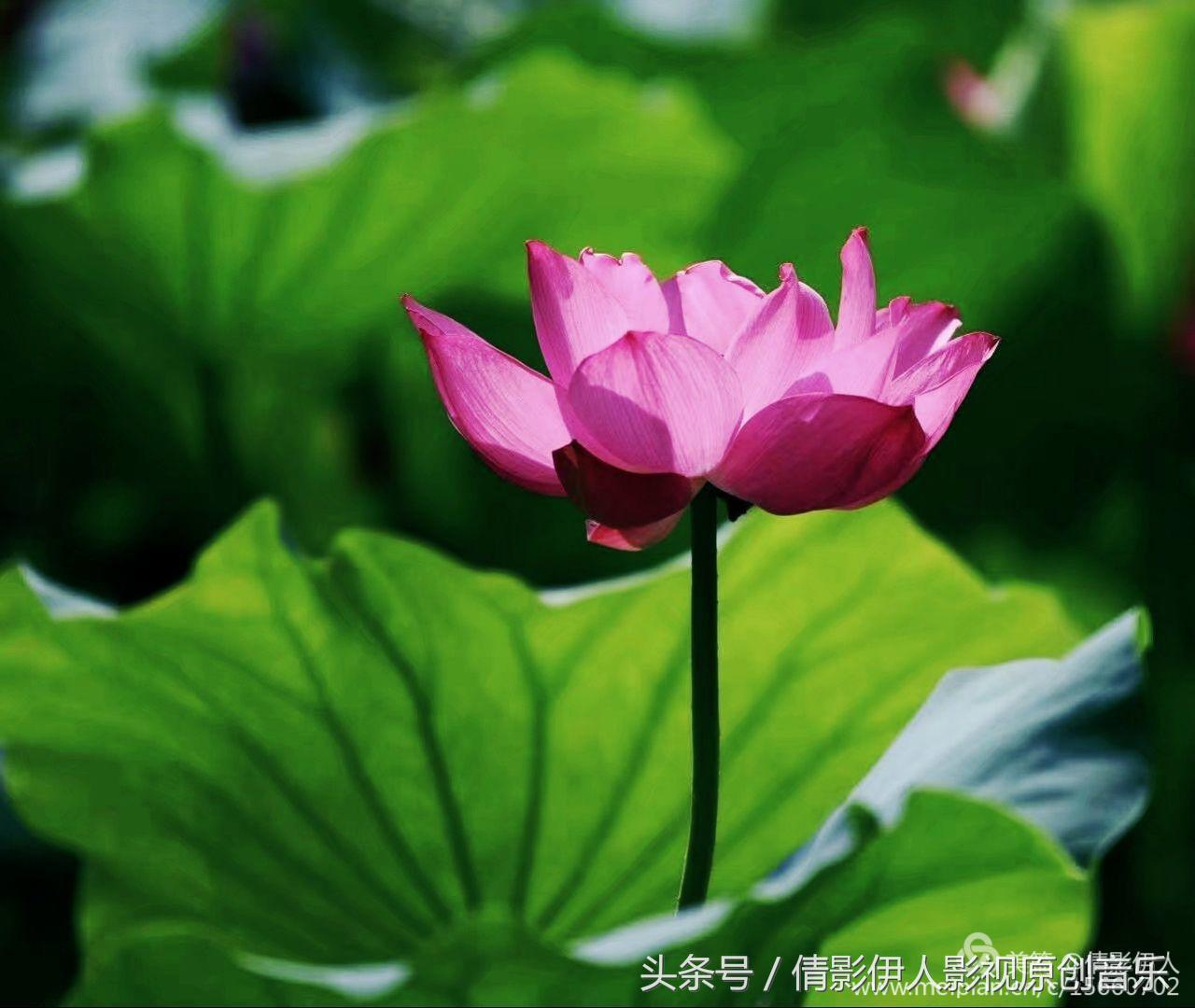 夏荷晕倒在海教官怀里,夏荷最美的十首诗