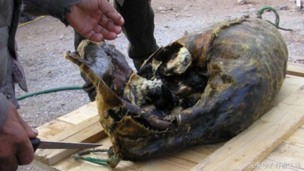 世界上最值得去的秘境,世界上南端的一处秘境