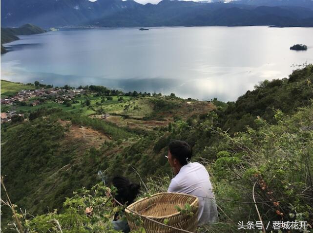 蓉城花开夏日清凉,蓉城花开的日子