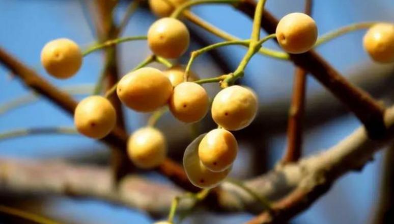 菩提子手串各种纹路图片,各类型的菩提子手串图片