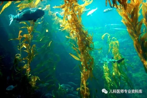 到底如何给孩子补充DHA呢？你要知道这20条