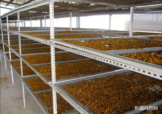 神奇维药年销售破亿，没想到它也是名贵维药