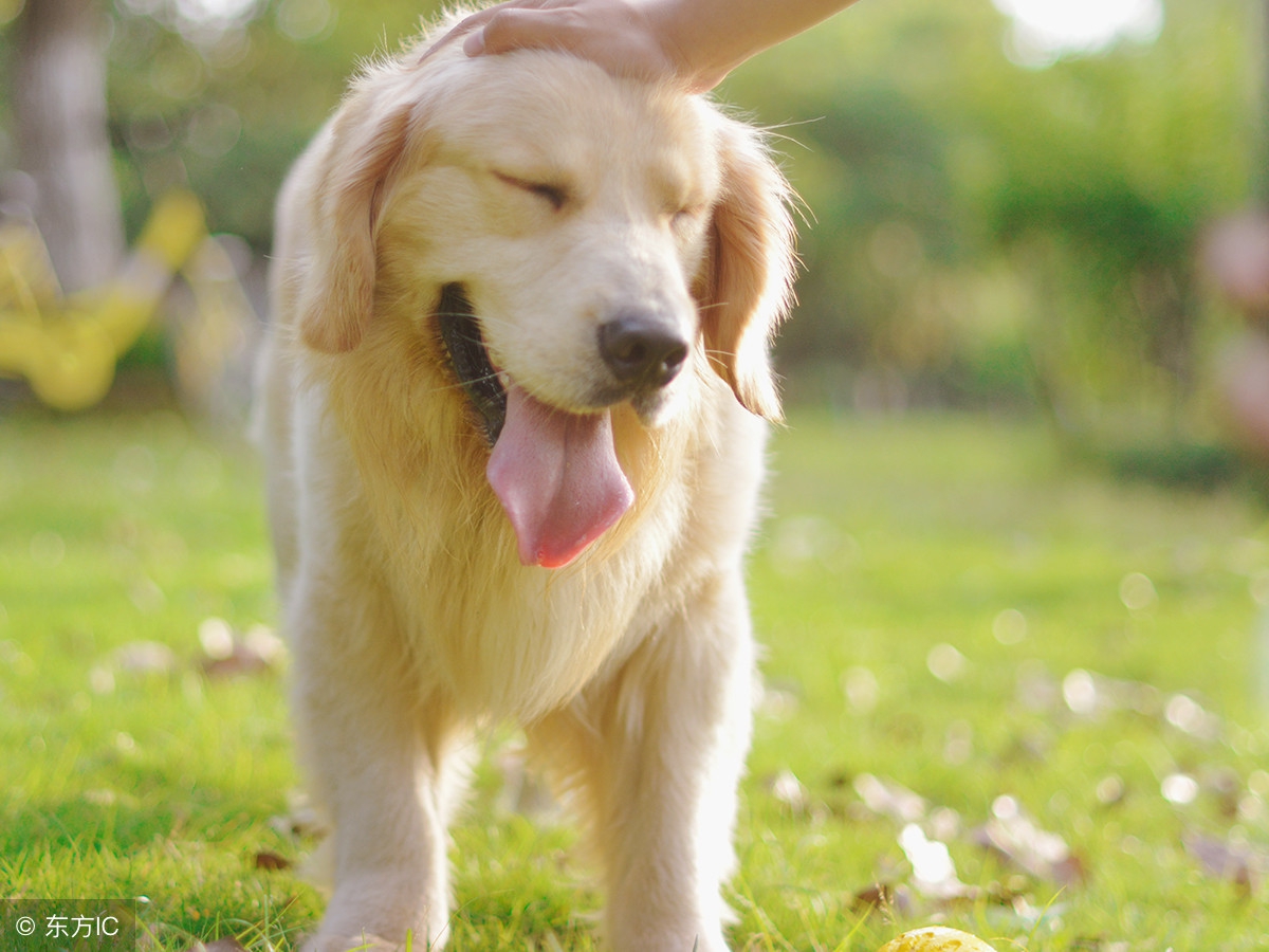 买狗须知的注意事项