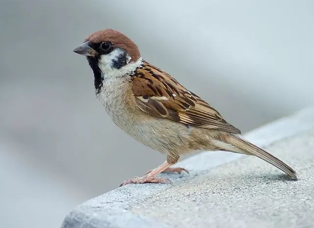 黄鼠狼偷鸡蛋为什么不吃鸡呢,黄鼠狼为什么能够吃下一只鸡