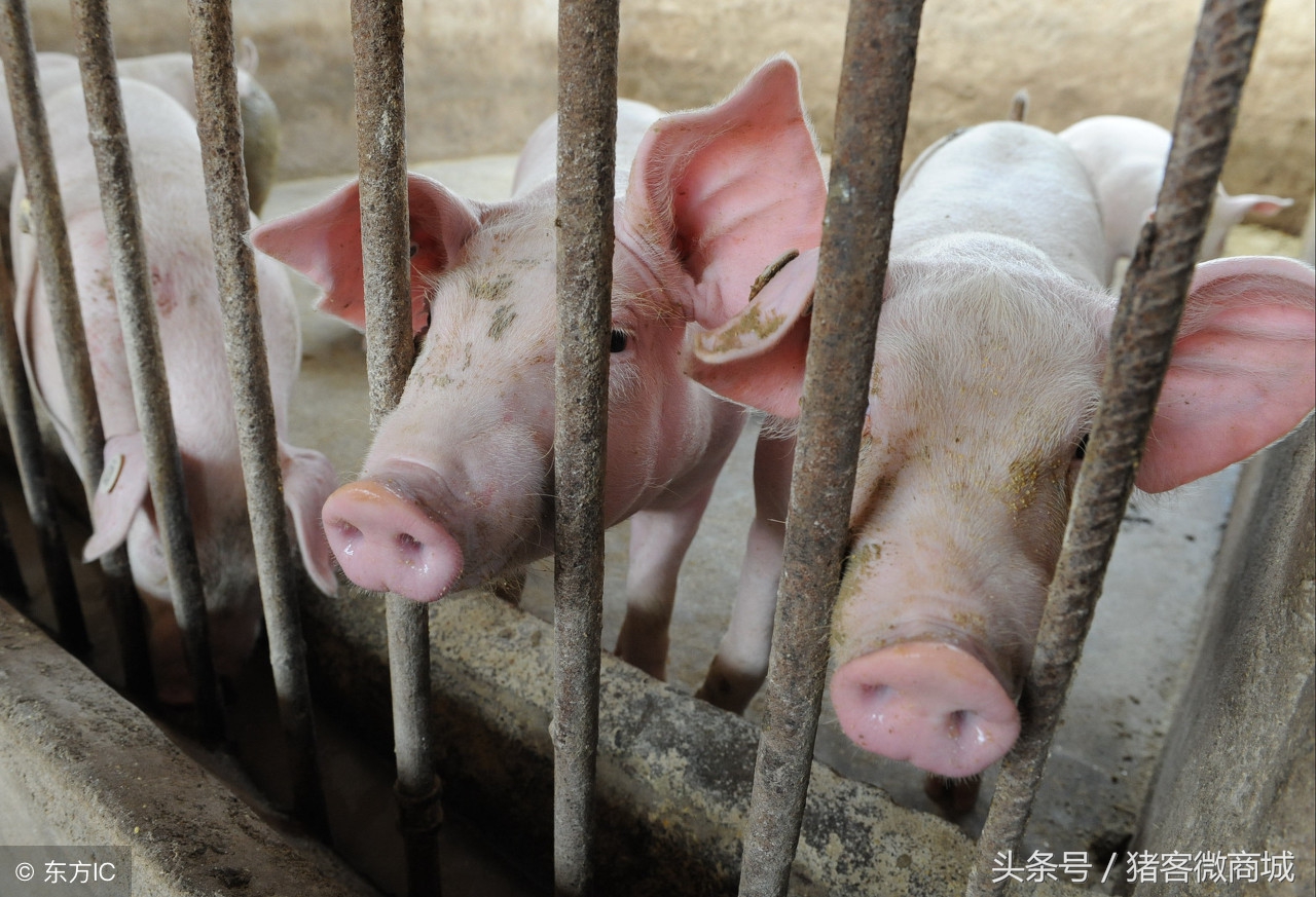 赵辉：母猪生产后产道流血不止该怎么治疗？