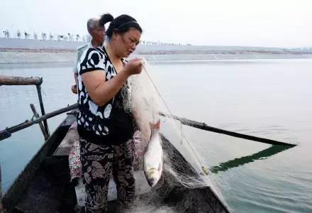 武汉餐馆里的天价江鱼，都是从这里来的！都市渔夫最真实的一天