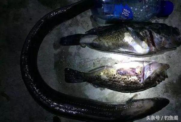 夜钓10个好处，不是你技术差，而是错过了上鱼高峰期！